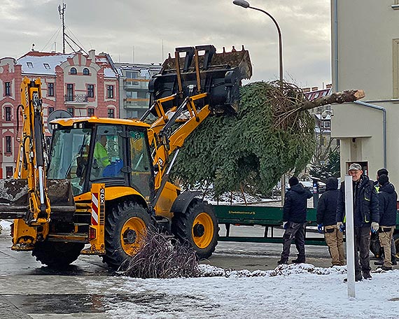 Świnoujście: Choinka z lasu stanęła na Placu Wolności
