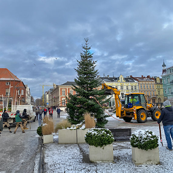 Świnoujście: Choinka z lasu stanęła na Placu Wolności
