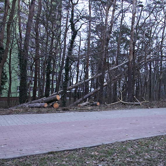 Zaniedbany zakątek miasta: Lasek między osiedlami