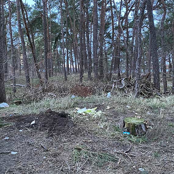 Zaniedbany zakątek miasta: Lasek między osiedlami