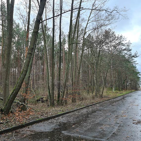 Komunikat Stowarzyszeń ŚTOP i ŚTOP BIS w sprawie możliwości pozyskania drewna opałowego