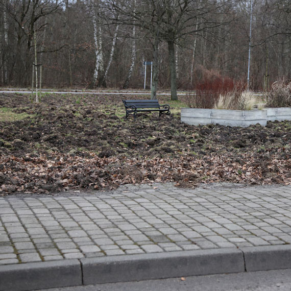 Dziki w winoujciu: Coraz bliej ludzi, a miasto milczy