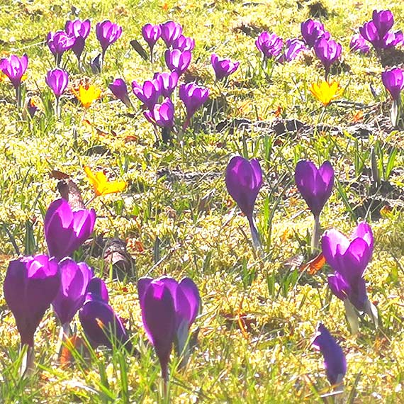 Wiosna w Parku Zdrojowym