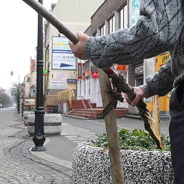 Poamali drzewko