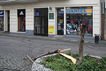 Poamali drzewko