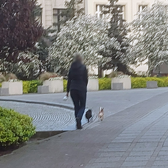 Budynki w centrum miasta to nie psie szalety!