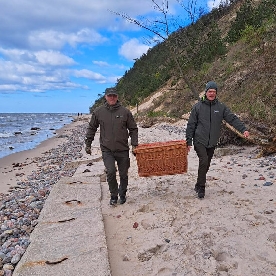 Ocalona od zapomnienia: Historia maej foki „Gry” z Woliskiego Parku Narodowego