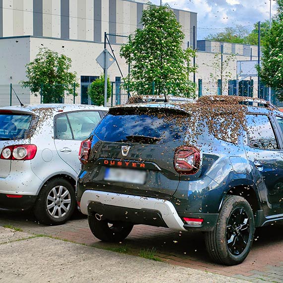 Niezwyky zwrot wydarze: Pszczoy „Okupuj” samochd na osiedlowym parkingu 