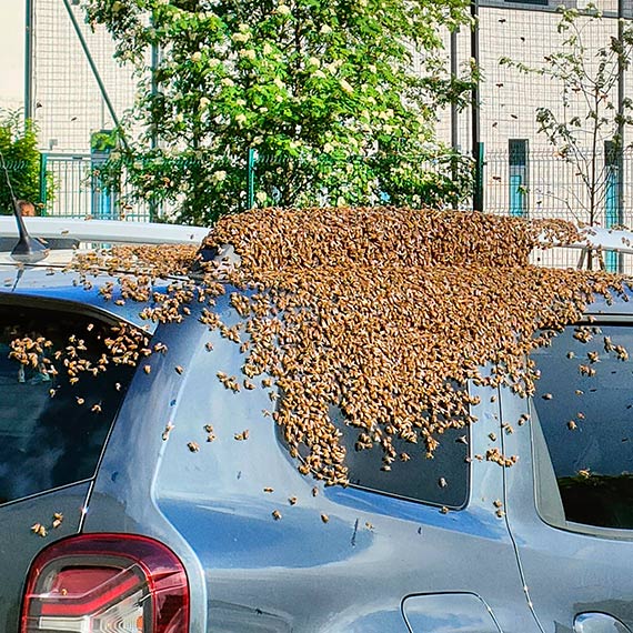 Niezwykły zwrot wydarzeń: Pszczoły „Okupują” samochód na osiedlowym parkingu