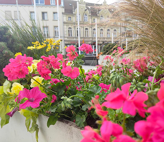 Ponad sto tysicy kwiatw i traw bdzie zdobi nasze miasto