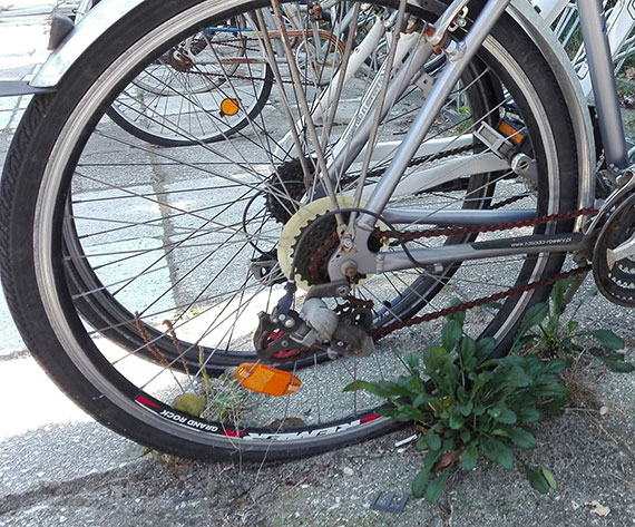 Świnoujście pełne porzuconych rowerów – czas na działanie?