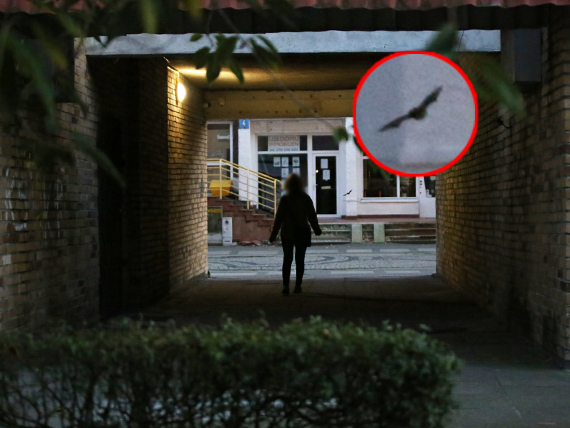 Nietoperz Gacek terroryzuje przejście – mieszkańcy w obawie przed kontaktem