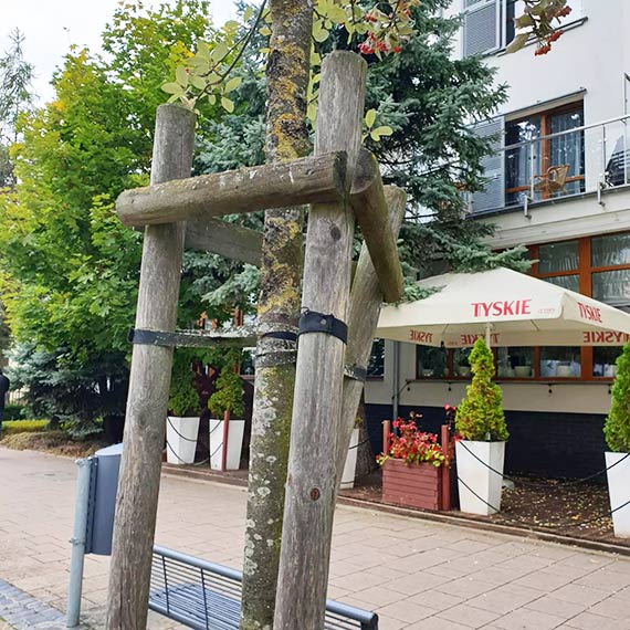 „Zielona brygada” uwalnia drzewa z taśm i palików