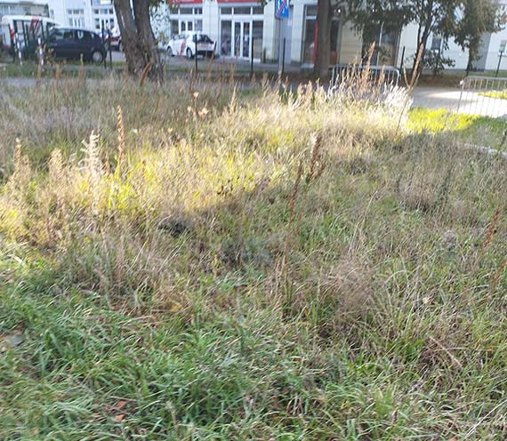 Mieszkanka: Zaniedbana zieleń na ulicy Grunwaldzkiej