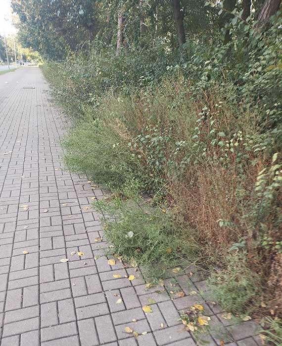Mieszkanka: Zaniedbana zieleń na ulicy Grunwaldzkiej