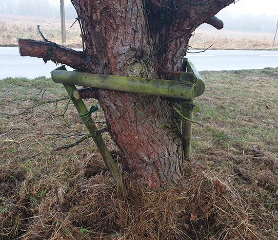 „Zielona brygada” uwalnia drzewa z wizw tam i palikw