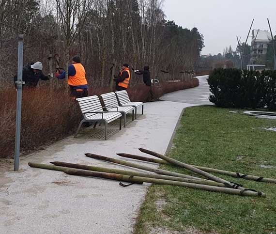 „Zielona brygada” uwalnia drzewa z wizw tam i palikw