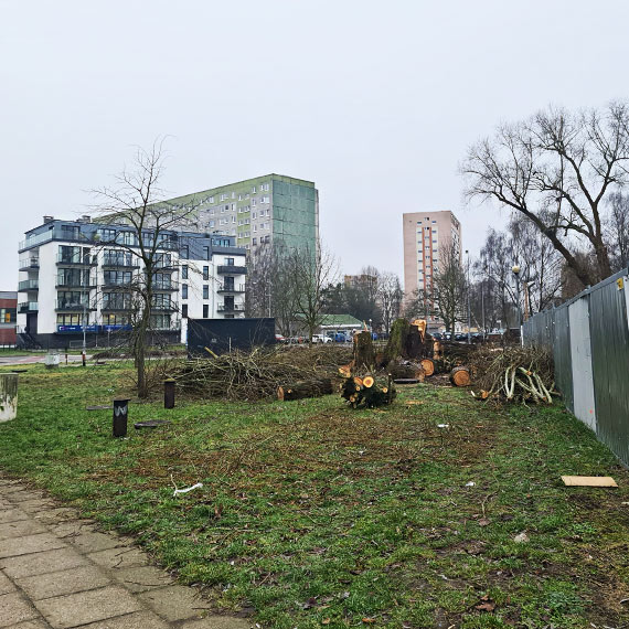 Wycinka drzewa przy ul. Matejki 41: inwestycja zgodna z planem miejscowym