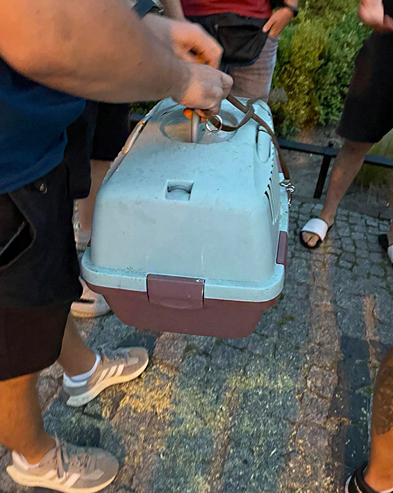 W³amanie do pokazowej zagrody ¯ubrów w Woliñskim Parku Narodowym. Sp³oszono uratowane sowy p³omykówki