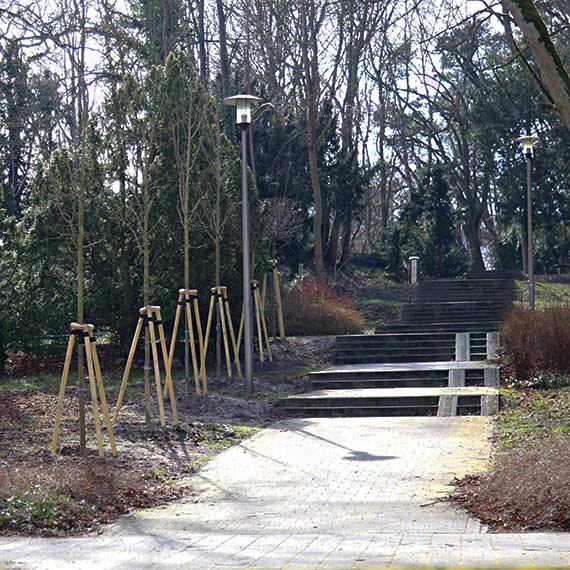 Gdzie trafiaj nowe drzewa? Urzd Miasta odpowiada na pytania o nasadzenia