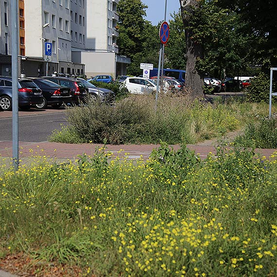 Zarośnięte pobocze przy drodze do szpitala – wizytówka miasta czy zapomniany zakątek?
