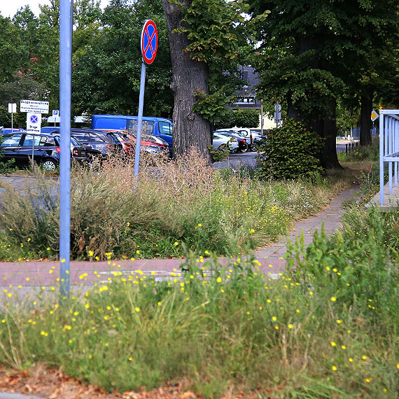 Reakcja miasta na zaniedbane pobocze – byskawiczne koszenie przy ul. Jana z Kolna