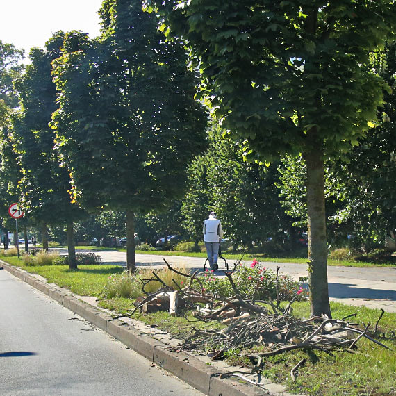 Suche drzewa coraz większym zagrożeniem!