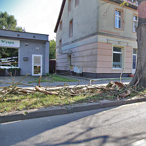 Suche drzewa coraz większym zagrożeniem!