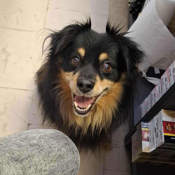 Zaginął pies Tyson - pomóżmy go odnaleźć!