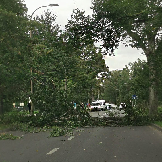 Silny wiatr powalił drzewa w Świnoujściu. Uszkodzone auta i zagrożenie na drogach