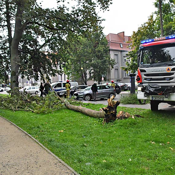 Drzewo runo na zaparkowane auta przy ulicy Mieszka I