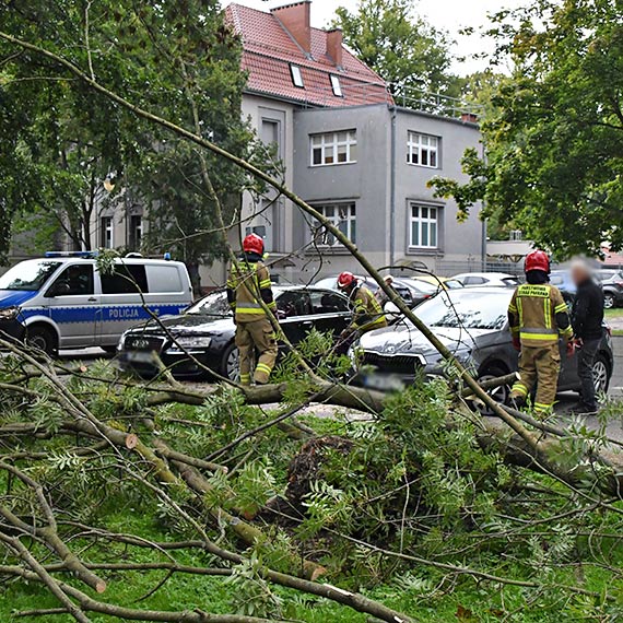 Drzewo runo na zaparkowane auta przy ulicy Mieszka I