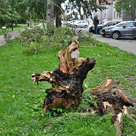 Drzewo runo na zaparkowane auta przy ulicy Mieszka I