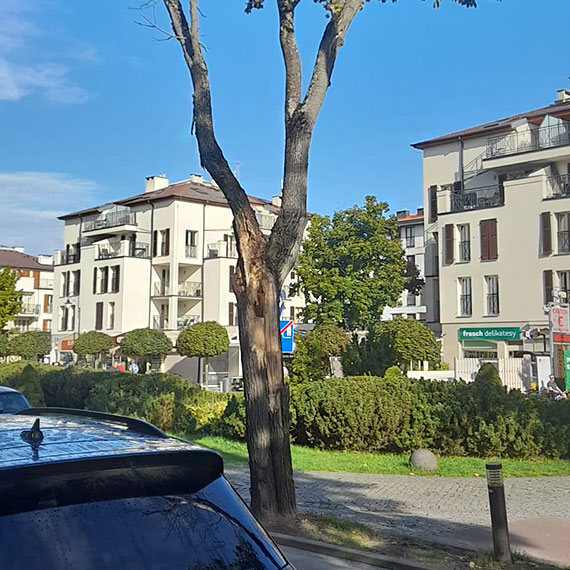 Kiedy wreszcie znikną uschnięte drzewa przy Uzdrowiskowej?