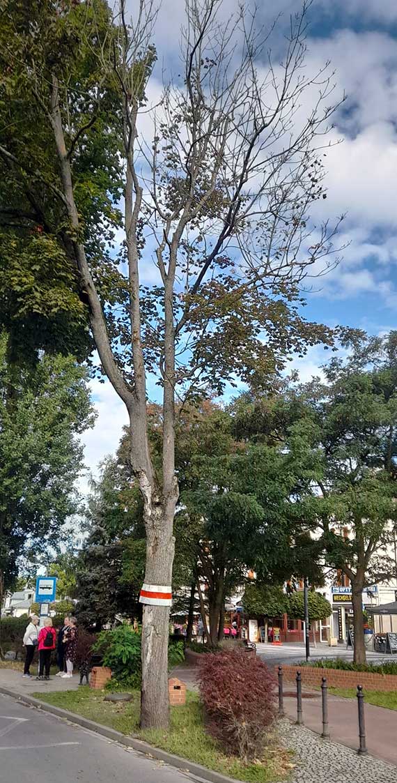 Kiedy wreszcie znikną uschnięte drzewa przy Uzdrowiskowej?