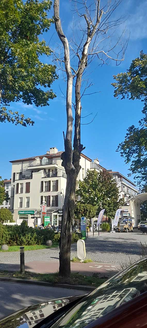 Kiedy wreszcie znikną uschnięte drzewa przy Uzdrowiskowej?