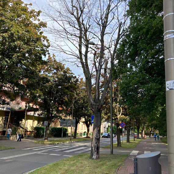 Martwe drzewo przy przejściu dla pieszych zagraża mieszkańcom