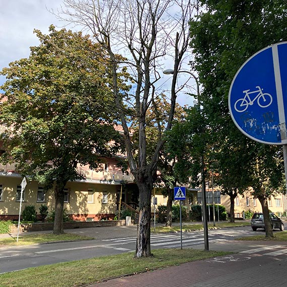 Martwe drzewo przy przejściu dla pieszych zagraża mieszkańcom