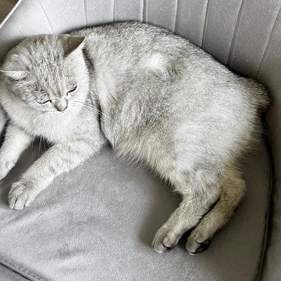 Zaginął kot szkocki – pomóżmy go odnaleźć!