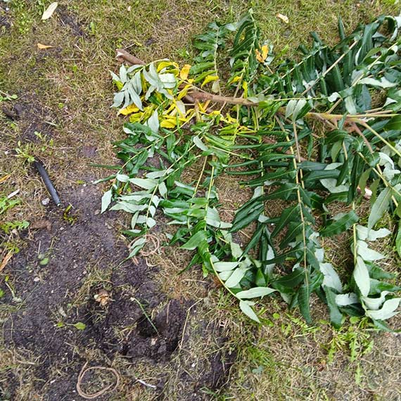 Zniszczyli m�ode krzewy ozdobne. Mieszka�cy Monte Cassino 27C oburzeni wandalizmem