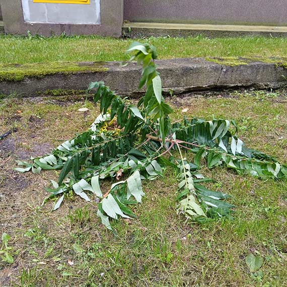 Zniszczyli m�ode krzewy ozdobne. Mieszka�cy Monte Cassino 27C oburzeni wandalizmem