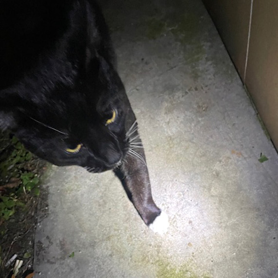 Zagubiony kot przy Kujawskiej. Mieszkańcy proszą o pomoc w odnalezieniu właściciela