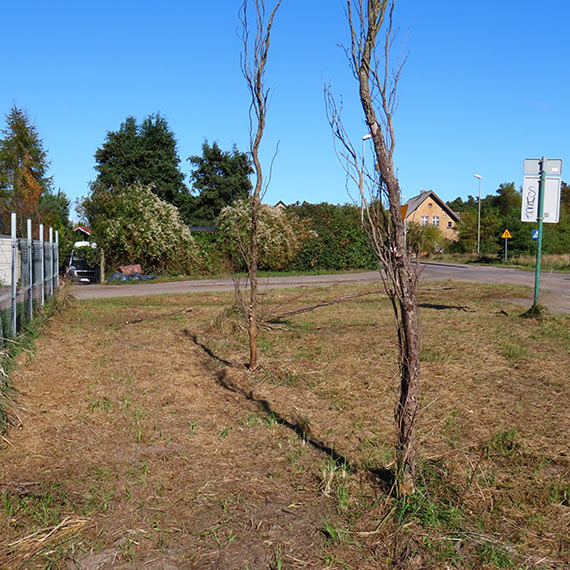 Drzewa zniszczone przez zaniedbanie. Tak wygląda „opieka” nad zielenią miejską przy ulicy Krzywej