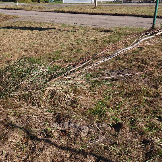 Drzewa zniszczone przez zaniedbanie. Tak wyglda „opieka” nad zieleni miejsk przy ulicy Krzywej