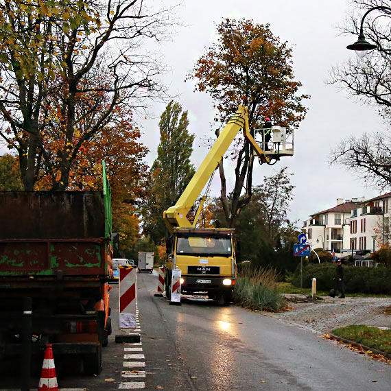 Usunęli suche drzewa przy ulicy Uzdrowiskowej. Mieszkaniec: „W końcu ktoś się za to wziął!”