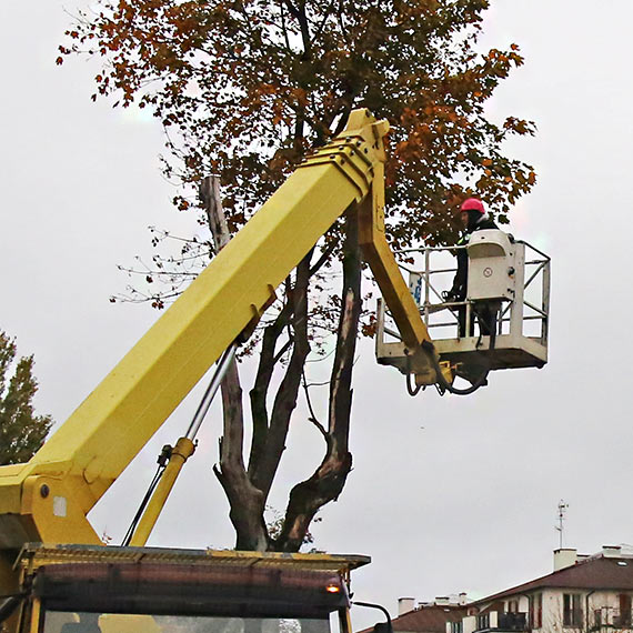 Usunęli suche drzewa przy ulicy Uzdrowiskowej. Mieszkaniec: „W końcu ktoś się za to wziął!”
