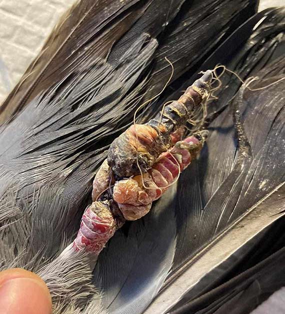 Zwierzta cierpi przez porzucony sprzt wdkarski