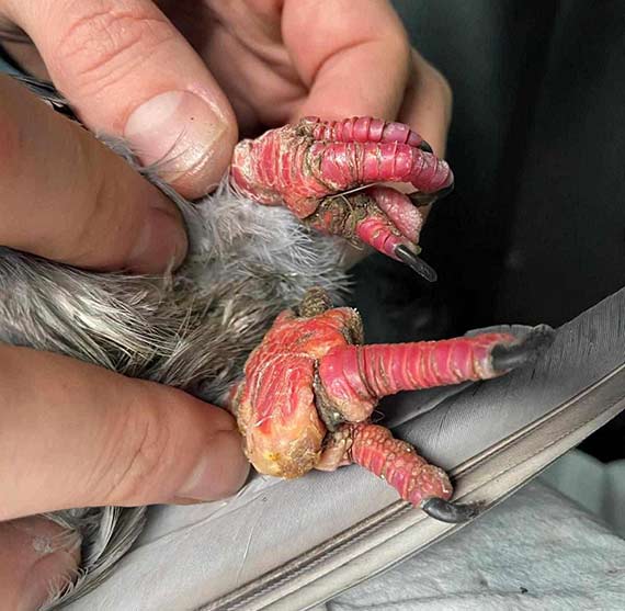 Zwierzta cierpi przez porzucony sprzt wdkarski