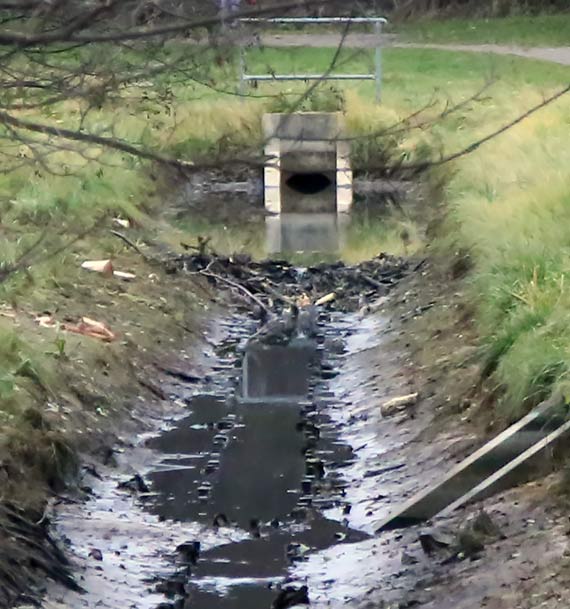 Bobry budują zaporę w Parku Zdrojowym. Mieszkaniec ostrzega