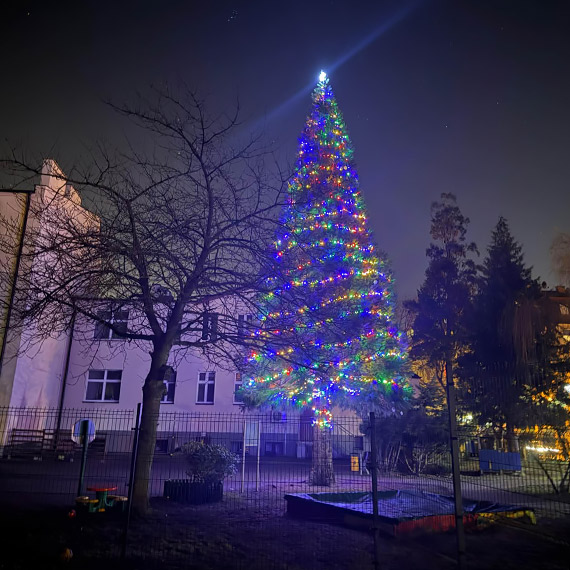 Największa choinka w mieście? Ukryta między blokami przy Monte Cassino